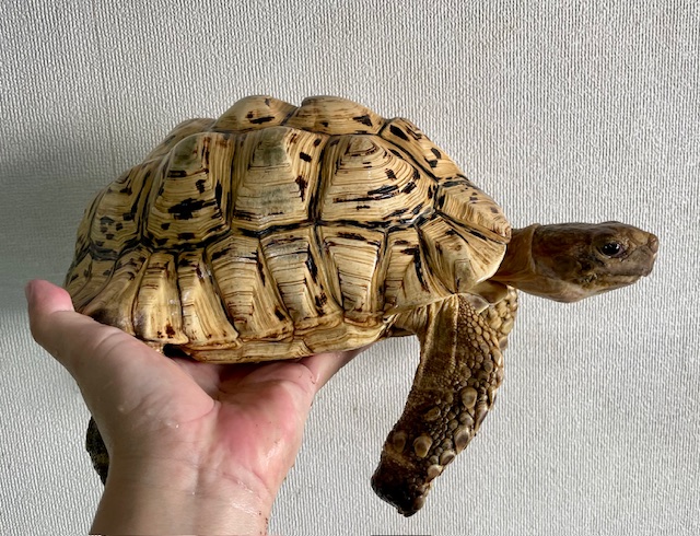 ソマリアリクガメ（甲長２５ｃｍ）オス