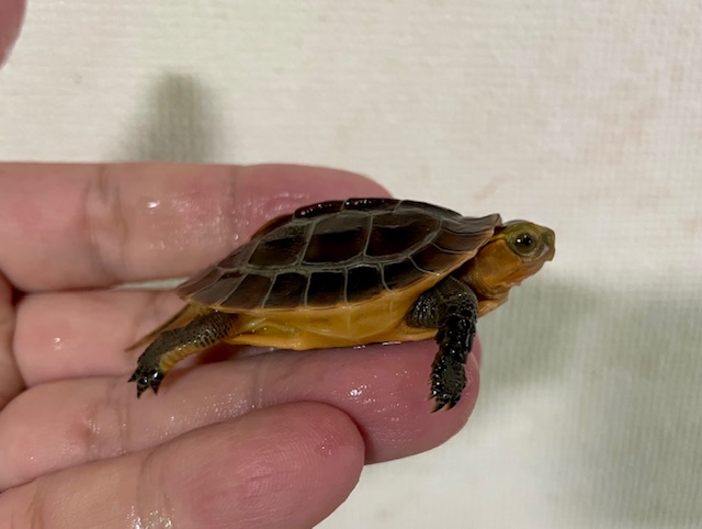 チュウゴクセマルハコガメ（甲長４．５ｃｍ）レッド