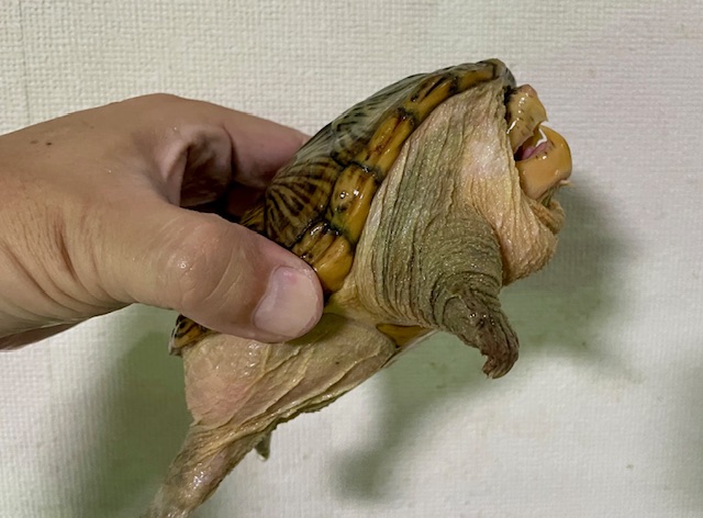 ハラガケガメ（甲長１３．５ｃｍ）オス