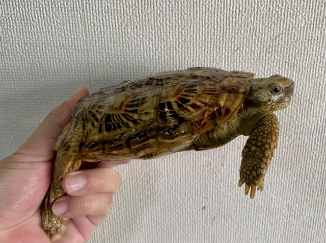 パンケーキガメ（甲長１４．５ｃｍ）メス