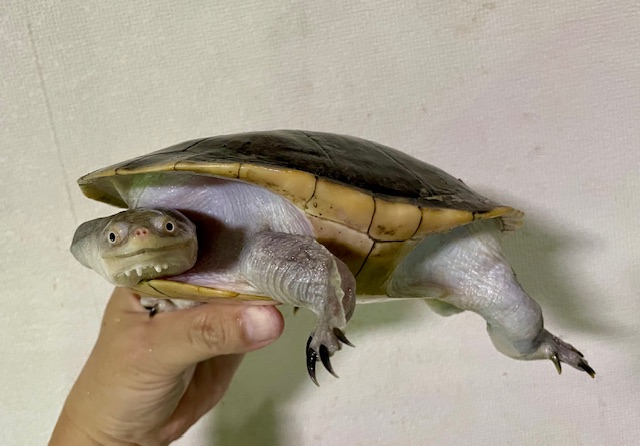 ジーベンロックナガクビガメ（甲長１７ｃｍ）オス
