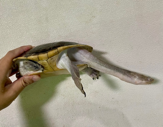 ジーベンロックナガクビガメ（甲長１７ｃｍ）オス