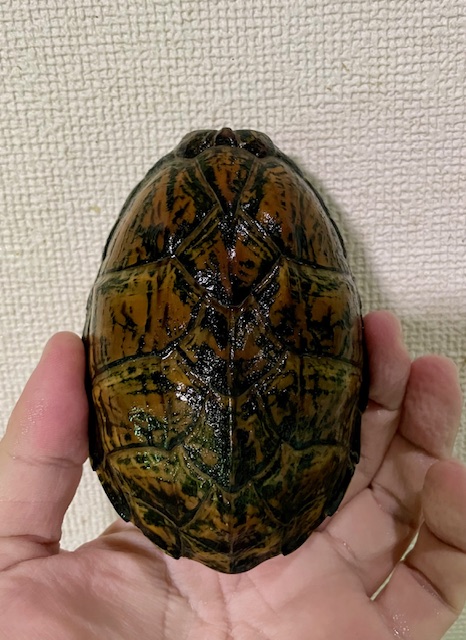 スジクビヒメニオイガメ（甲長１１cm）アダルトメス