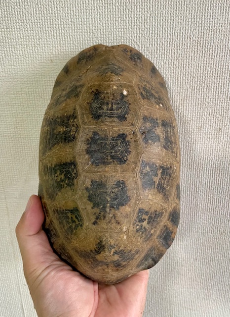 エロンガータリクガメW.C.　アダルトペア