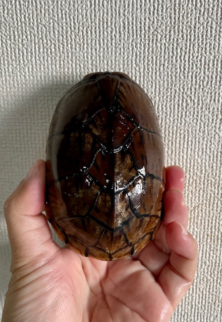 オオアタマヒメニオイガメ(甲長10cm)メス