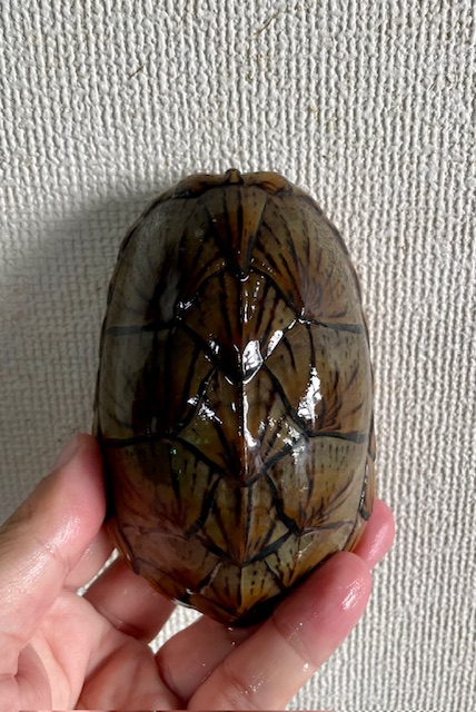 オオアタマヒメニオイガメ(甲長12cm)メス