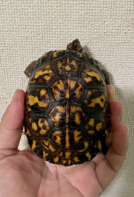 トウブハコガメ（甲長９．５cm）オス