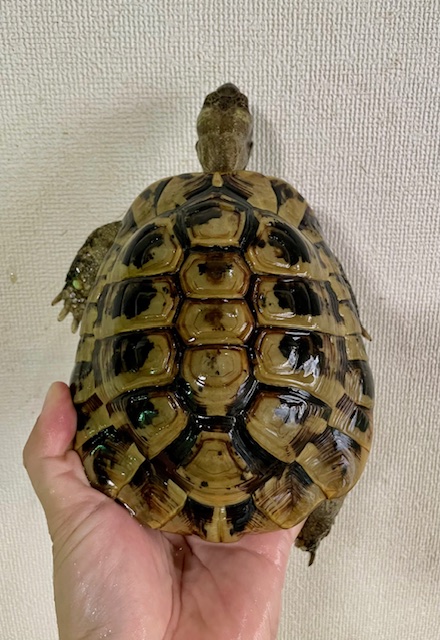 ヒガシヘルマンリクガメ（甲長１５ｃｍ）オス