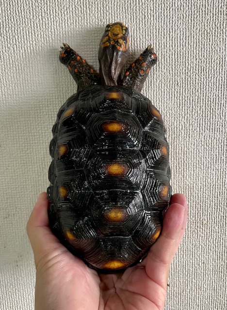アカアシガメ（甲長１５．５ｃｍ）メス