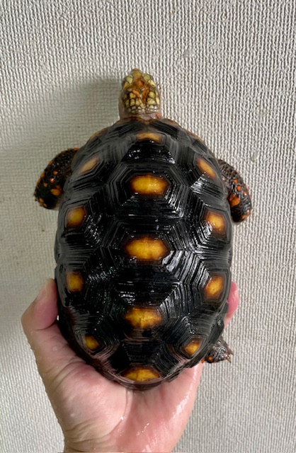 アカアシガメ（甲長１７．５ｃｍ）オス