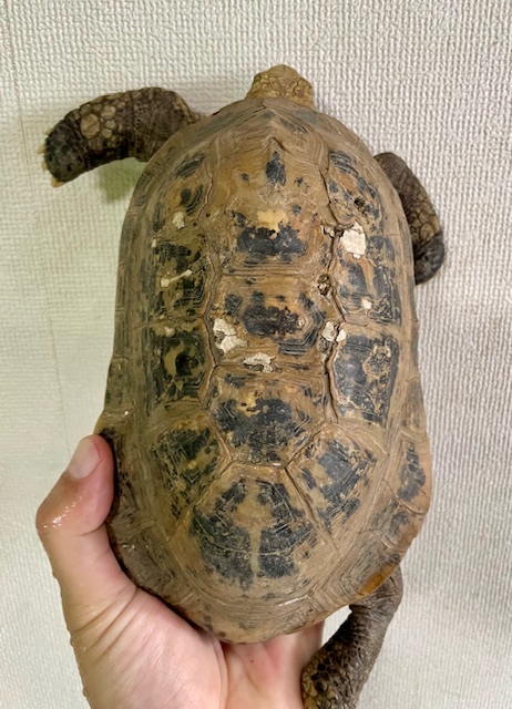 エロンガータリクガメW.C.　アダルトペア