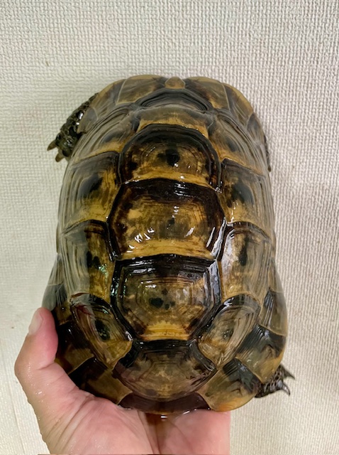 イベラギリシャリクガメ(甲長19cm)オス