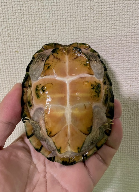 スジクビヒメニオイガメ（甲長１１cm）アダルトメス