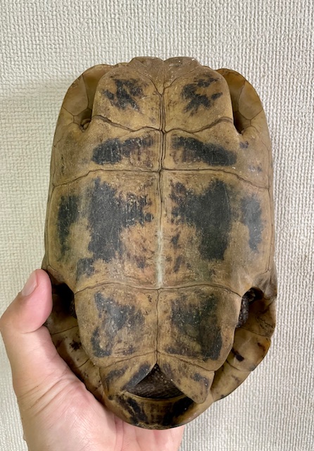 エロンガータリクガメW.C.　アダルトペア