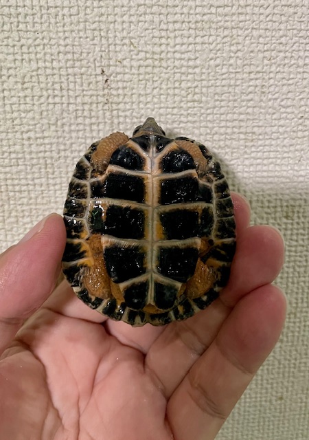 モリイシガメ（甲長６ｃｍ）