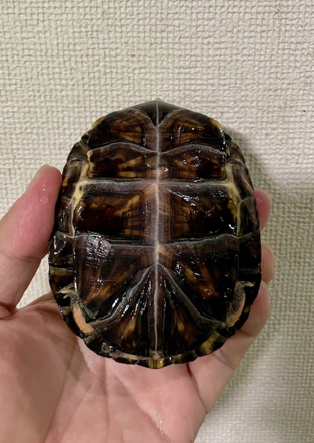 トウブハコガメ（甲長９．５cm）オス