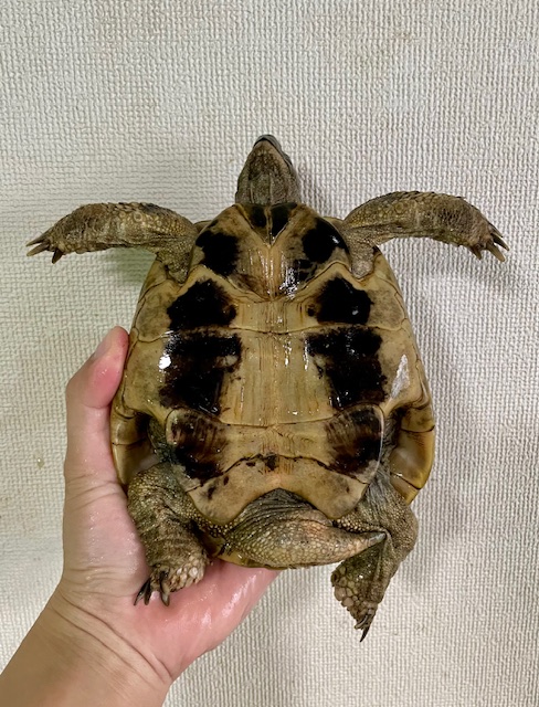 ヒガシヘルマンリクガメ（甲長１５ｃｍ）オス