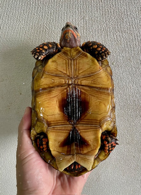 アカアシガメ（甲長１７．５ｃｍ）オス