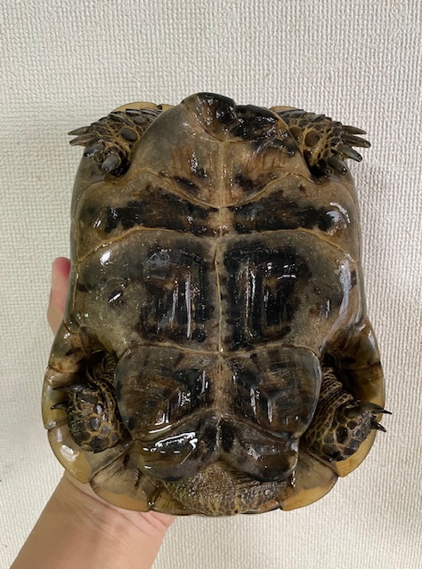 イベラギリシャリクガメ（甲長１９ｃｍ）オス