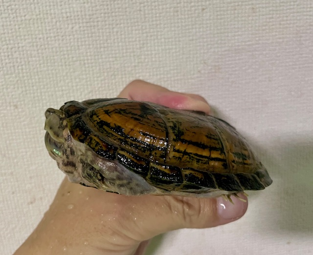 スジクビヒメニオイガメ（甲長１１cm）アダルトメス