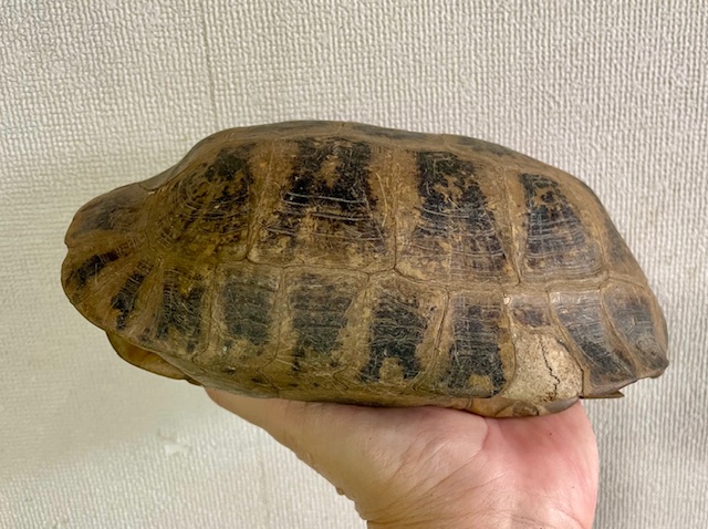 エロンガータリクガメW.C.　アダルトペア