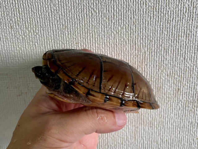 オオアタマヒメニオイガメ（甲長１０ｃｍ）メス