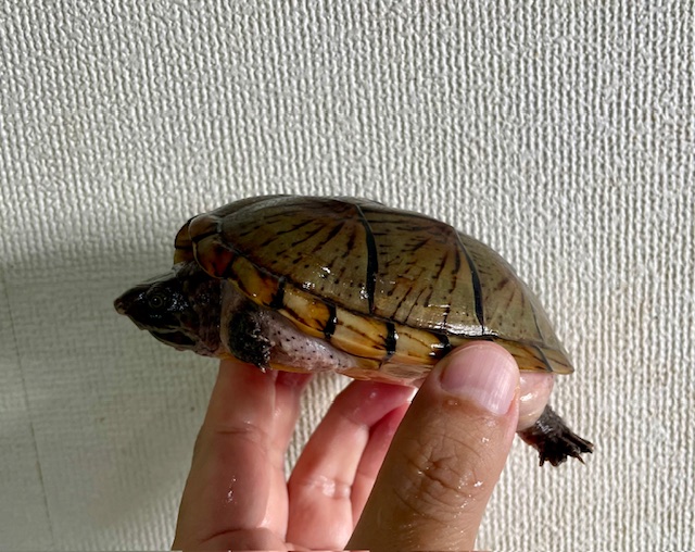 オオアタマヒメニオイガメ（甲長１２ｃｍ）メス