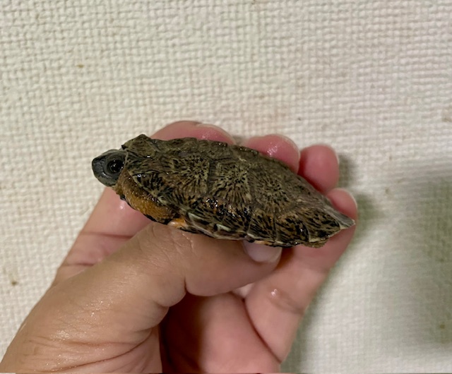 モリイシガメ（甲長６ｃｍ）