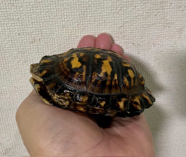 トウブハコガメ（甲長９．５cm）オス