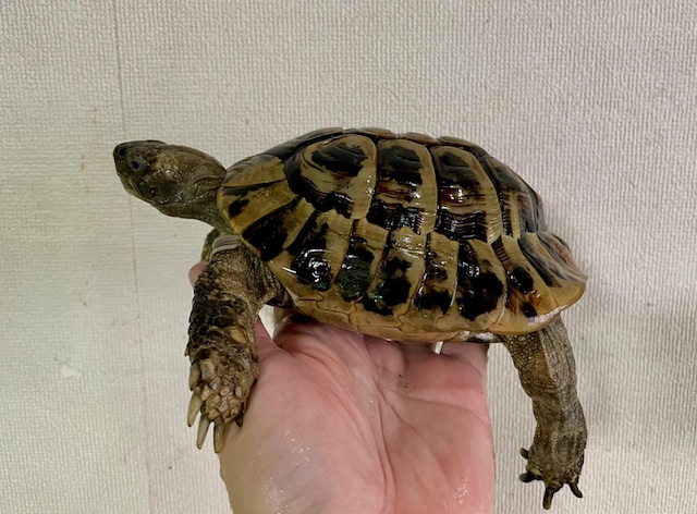 ヒガシヘルマンリクガメ（甲長１５ｃｍ）オス