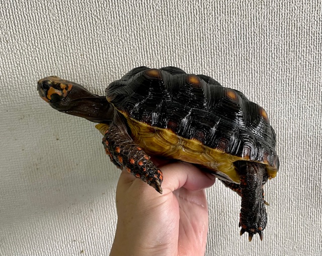 アカアシガメ（甲長１５．５ｃｍ）メス