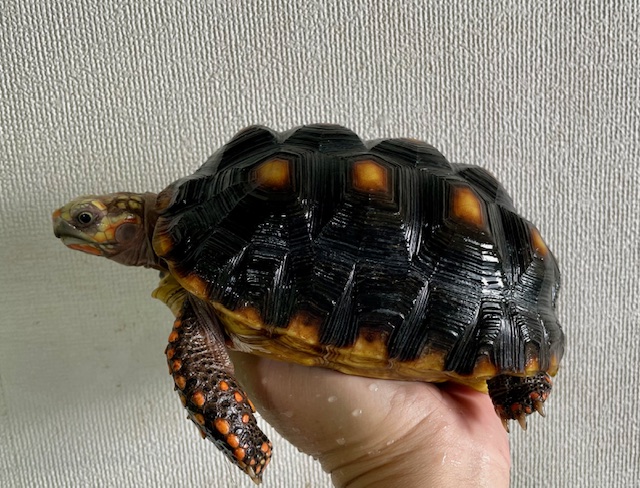 アカアシガメ（甲長１７．５ｃｍ）オス