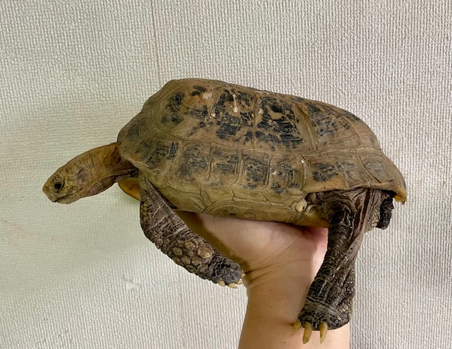 エロンガータリクガメW.C.　アダルトペア