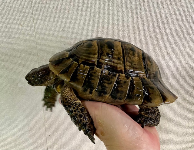 イベラギリシャリクガメ（甲長１９ｃｍ）オス