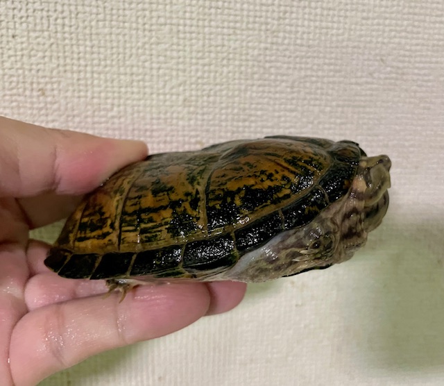 スジクビヒメニオイガメ（甲長１１cm）アダルトメス