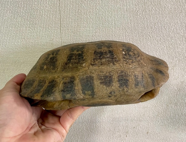 エロンガータリクガメW.C.　アダルトペア