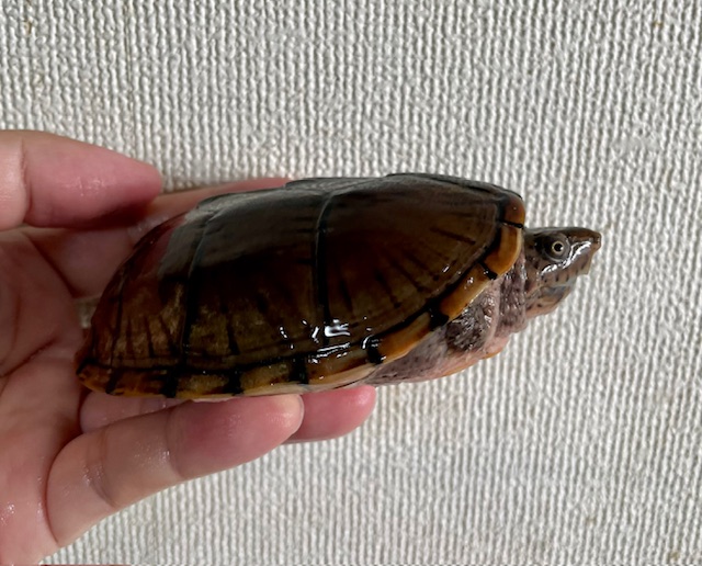 オオアタマヒメニオイガメ（甲長１０ｃｍ）メス