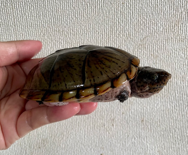 オオアタマヒメニオイガメ（甲長１２ｃｍ）メス