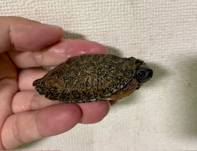 モリイシガメ（甲長６ｃｍ）