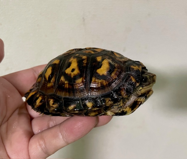 トウブハコガメ（甲長９．５cm）オス