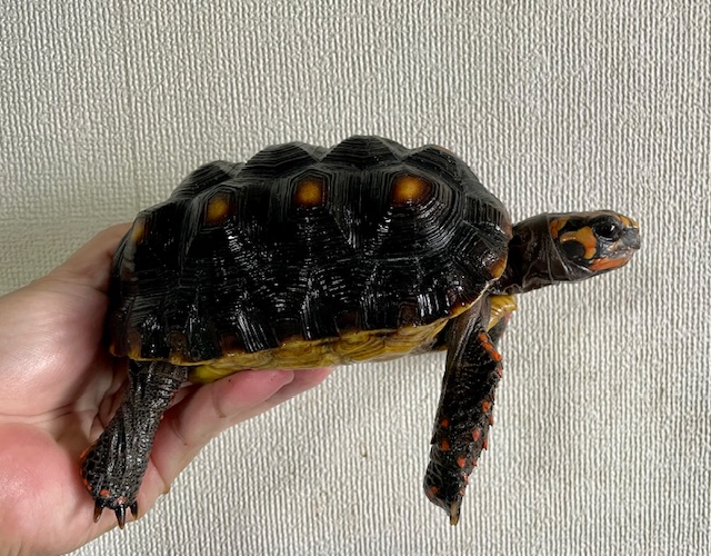 アカアシガメ（甲長１５．５ｃｍ）メス