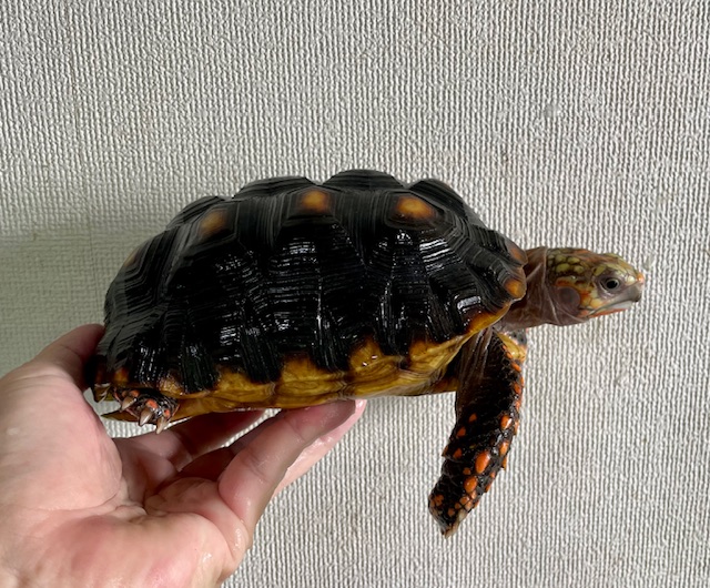 アカアシガメ（甲長１７．５ｃｍ）オス