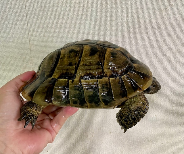 イベラギリシャリクガメ（甲長１９ｃｍ）オス