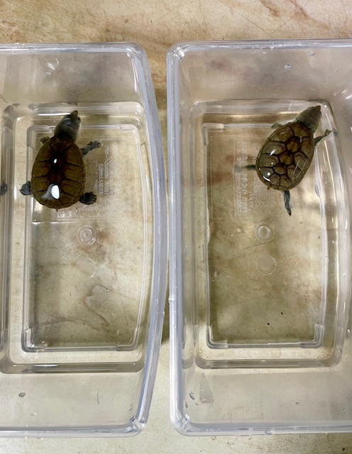 ハラガケガメ ベビー