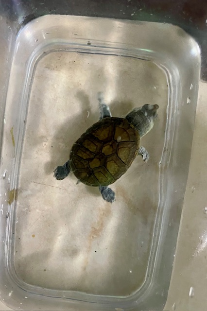 ハラガケガメ ベビー 少甲