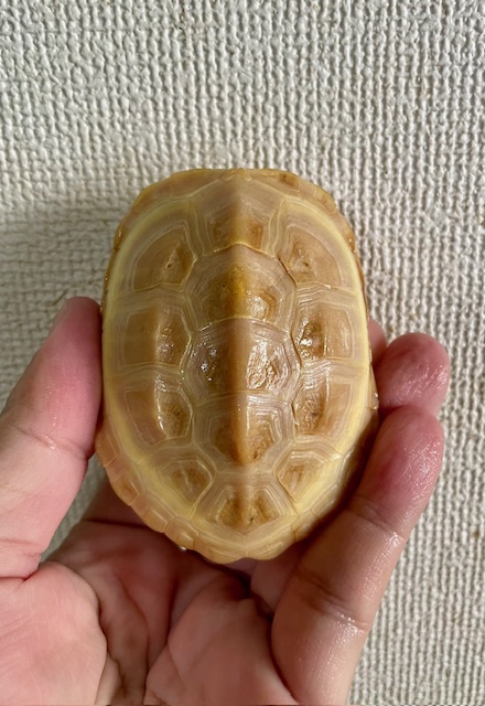 T－アルビノクサガメ（甲長８ｃｍ）