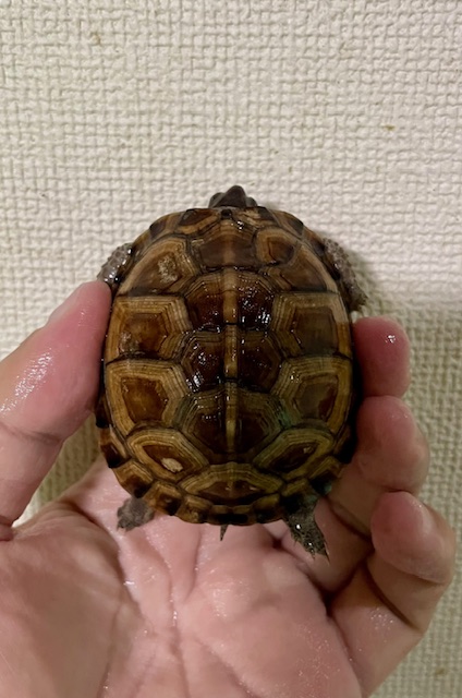 ガルフコーストハコガメ(甲長6.5cm)多甲