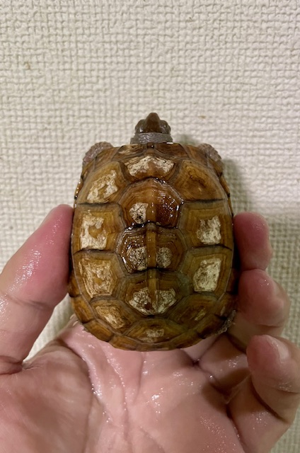 ガルフコーストハコガメ(甲長7cm)