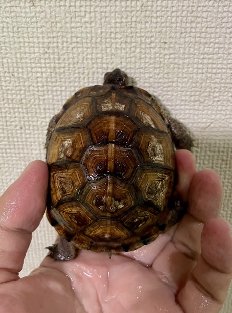 ガルフコーストハコガメ(甲長8cm)