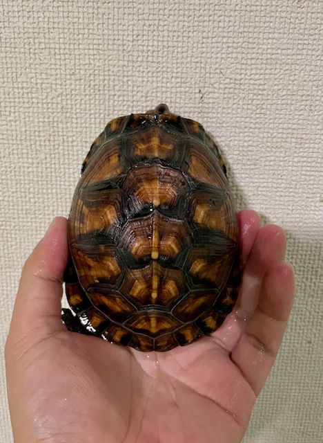 トウブハコガメ(甲長11cm)オス